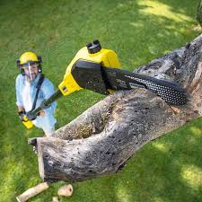 Reliable Fruitvale, CO Tree Care  Solutions